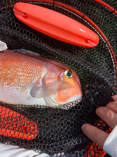 アマダイの釣果