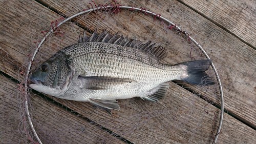 チヌの釣果