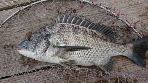 チヌの釣果