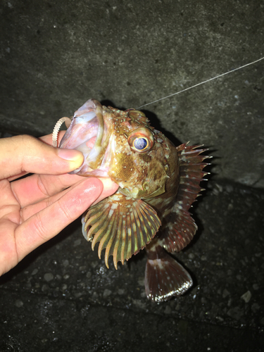 カサゴの釣果