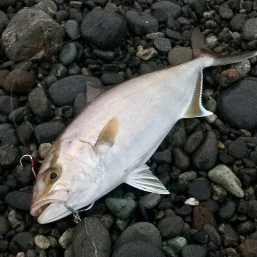 ショゴの釣果