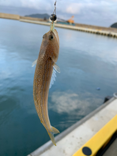 エソの釣果