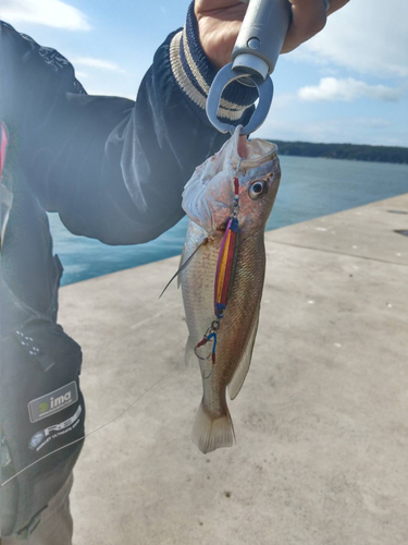 イシモチの釣果