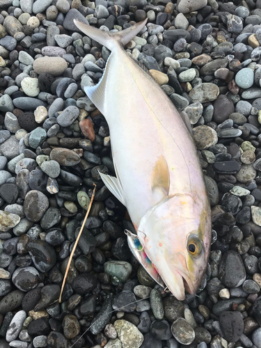 ショゴの釣果