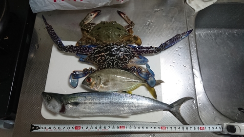 サゴシの釣果