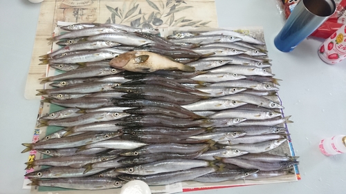 ヤマトカマスの釣果