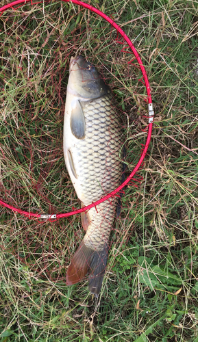 コイの釣果