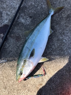 ツバスの釣果