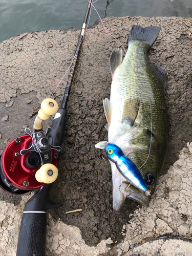 ブラックバスの釣果