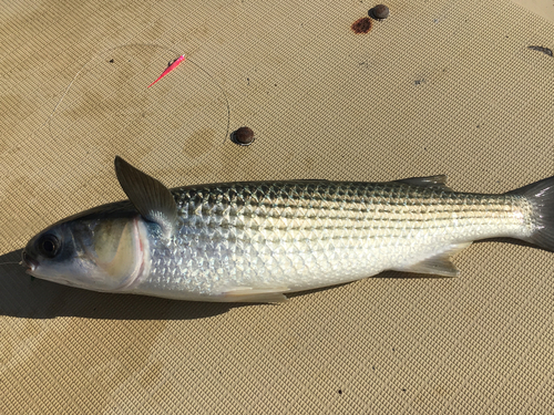 ボラの釣果