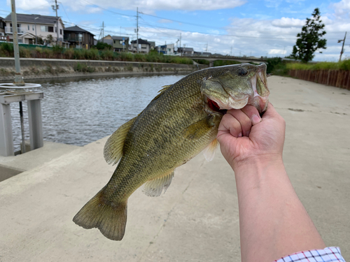 ブラックバスの釣果