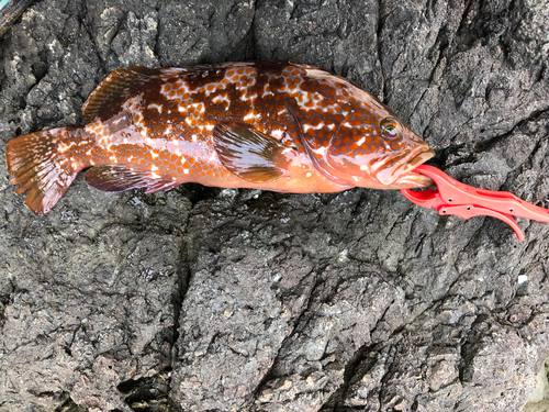 アコウの釣果