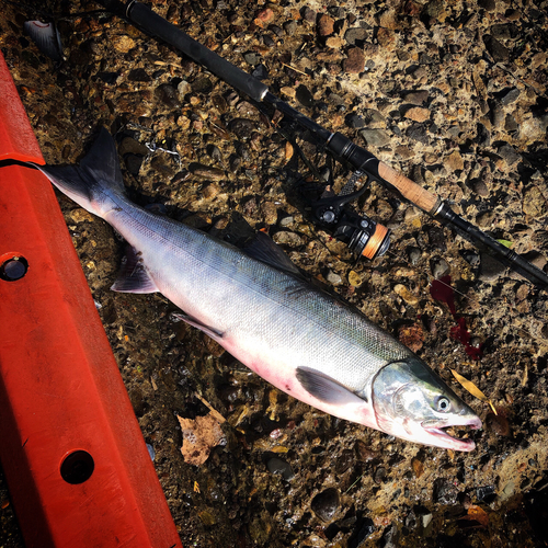 シロザケの釣果