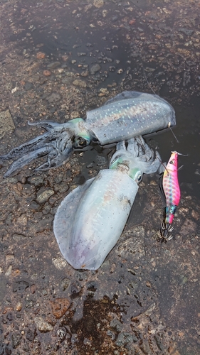 アオリイカの釣果