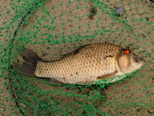 ヘラブナの釣果