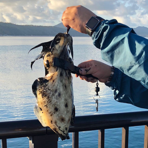 コウイカの釣果