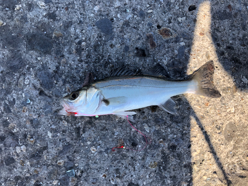 セイゴ（マルスズキ）の釣果