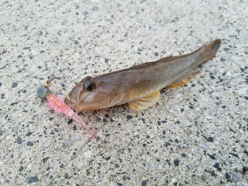 マハゼの釣果