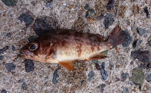 メバルの釣果