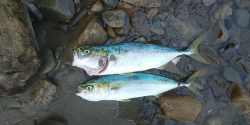 ツバスの釣果