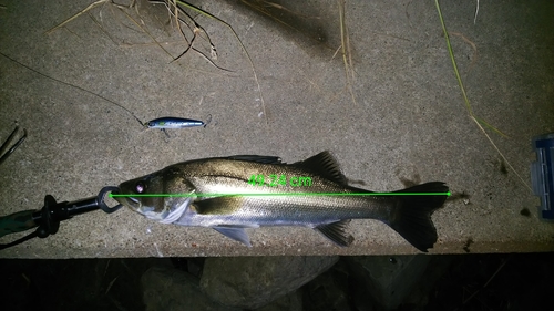 シーバスの釣果