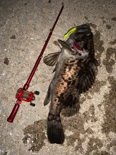 クロソイの釣果