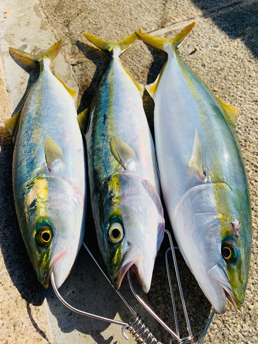 ハマチの釣果