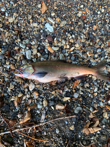 ヒメマスの釣果