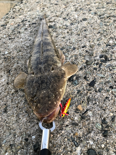 マゴチの釣果