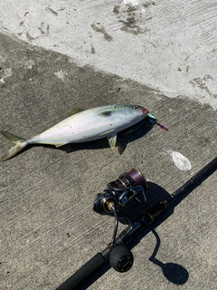 イナダの釣果