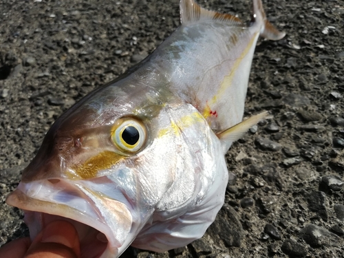 ネイリの釣果