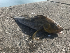 アイナメの釣果