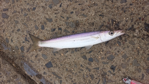 カマスの釣果