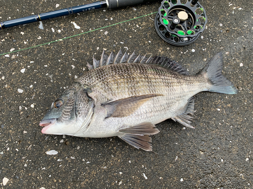 クロダイの釣果