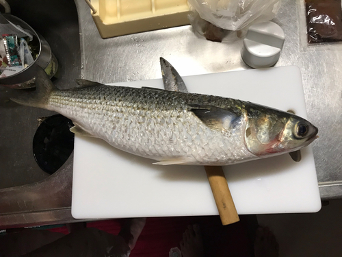 ボラの釣果