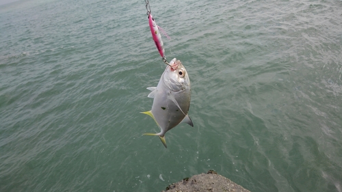 メッキの釣果