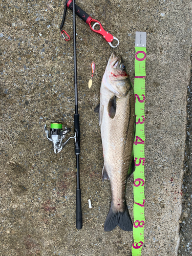 シーバスの釣果