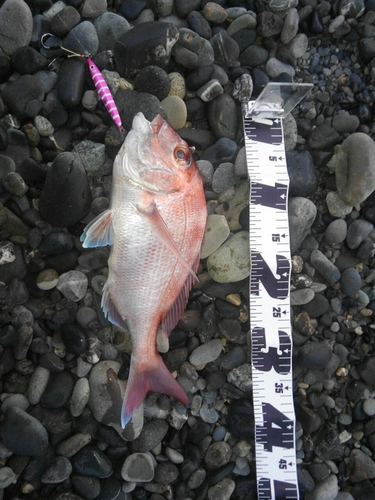 マダイの釣果