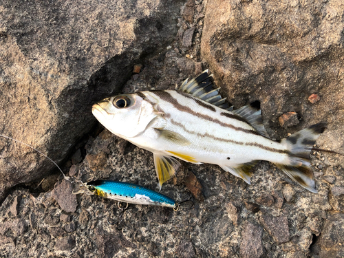 コトヒキの釣果