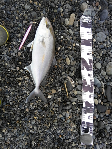 ショゴの釣果