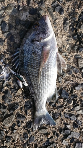 チヌの釣果