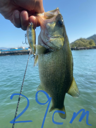 ブラックバスの釣果