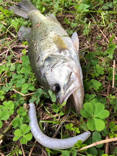 ラージマウスバスの釣果