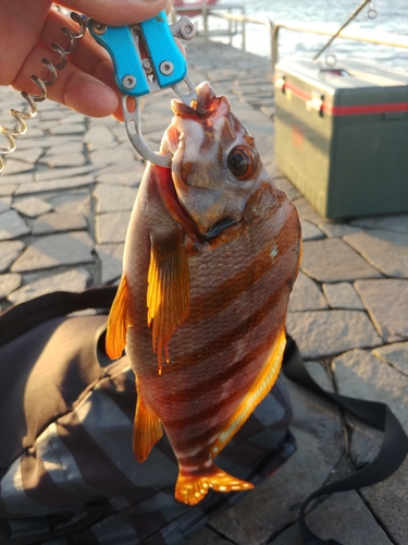 タカノハダイの釣果