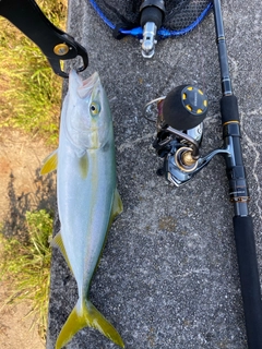 ワカシの釣果