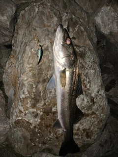 セイゴ（マルスズキ）の釣果