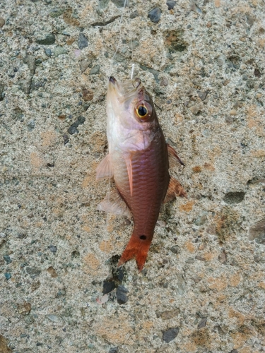 クロホシイシモチの釣果