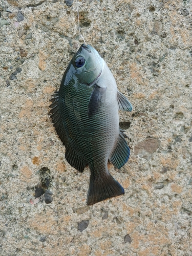 メジナの釣果