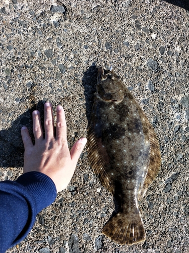 ヒラメの釣果