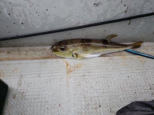 シロサバフグの釣果